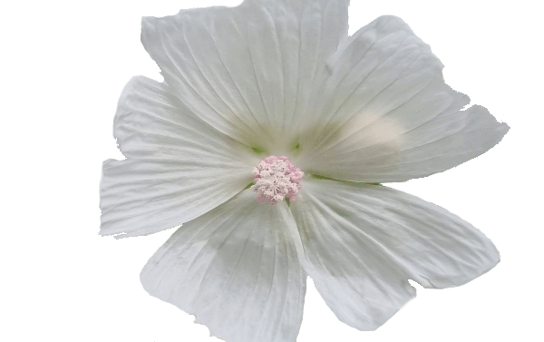 musk-flower
