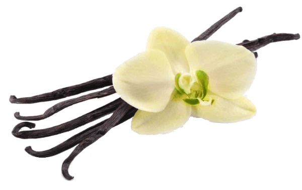 vanilia